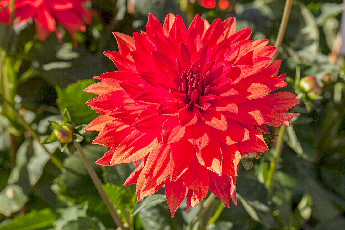 Dahlia 'XXL® Alamos