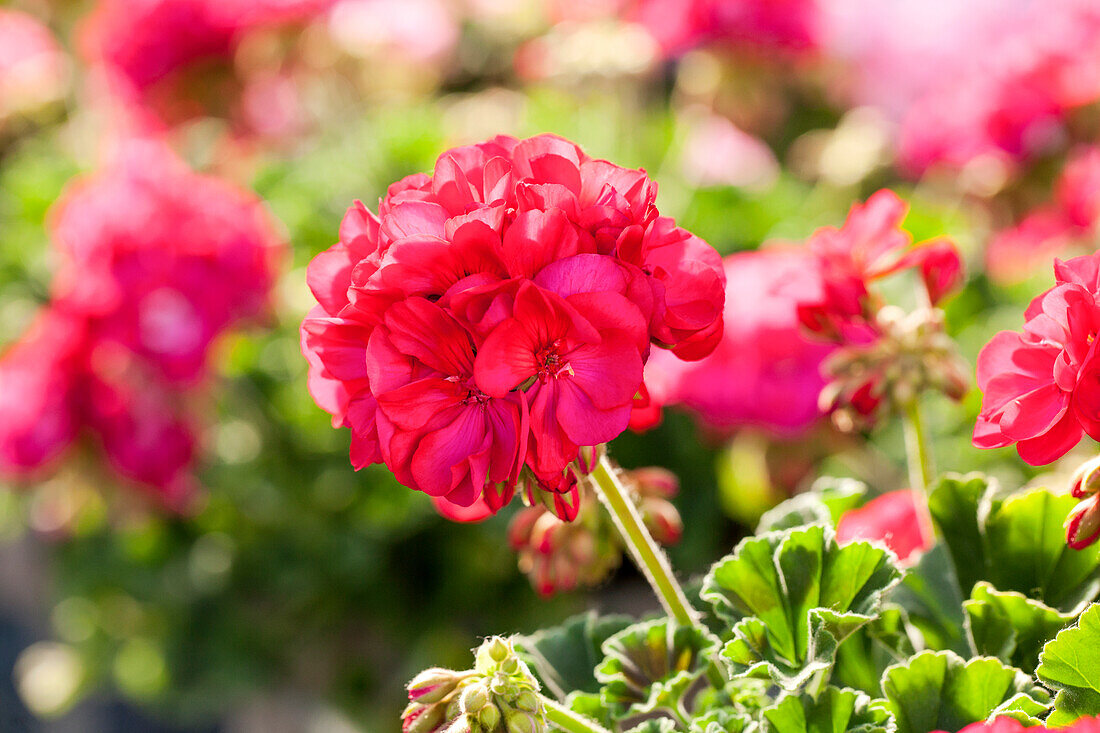 Pelargonium zonale 'Green Series Lyrik' Pelargonium zonale