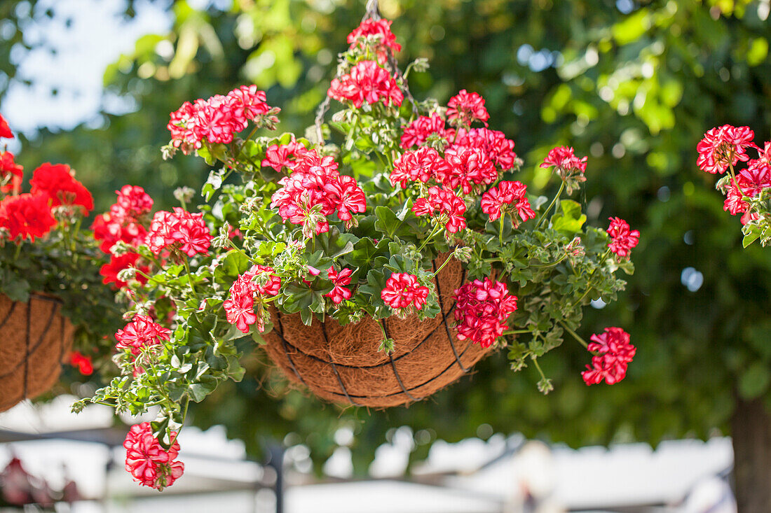 Pelargonium peltatum 'Atlantic Red Star'