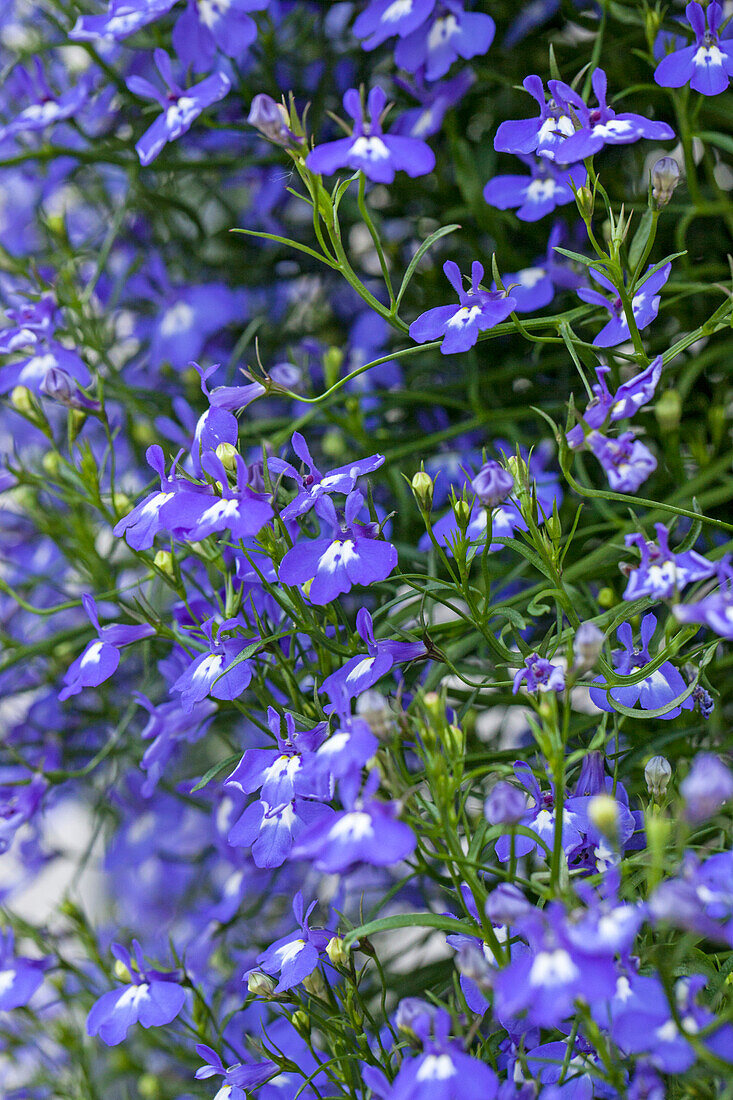 Lobelia