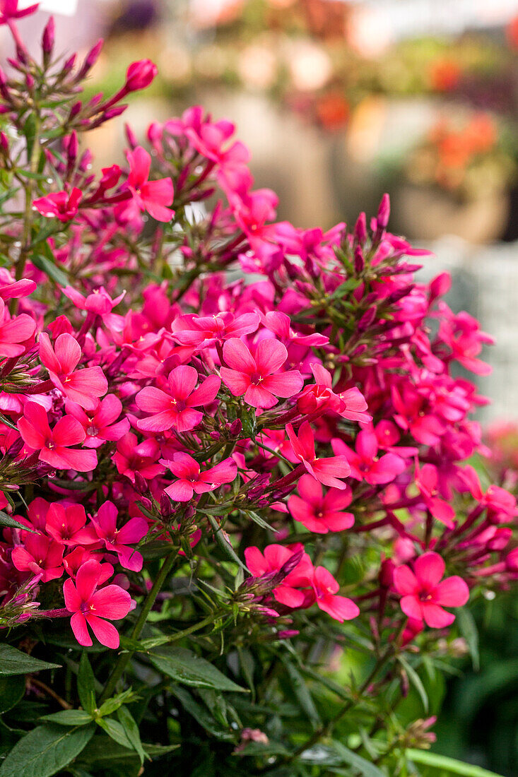 Phlox paniculata 'Early Red