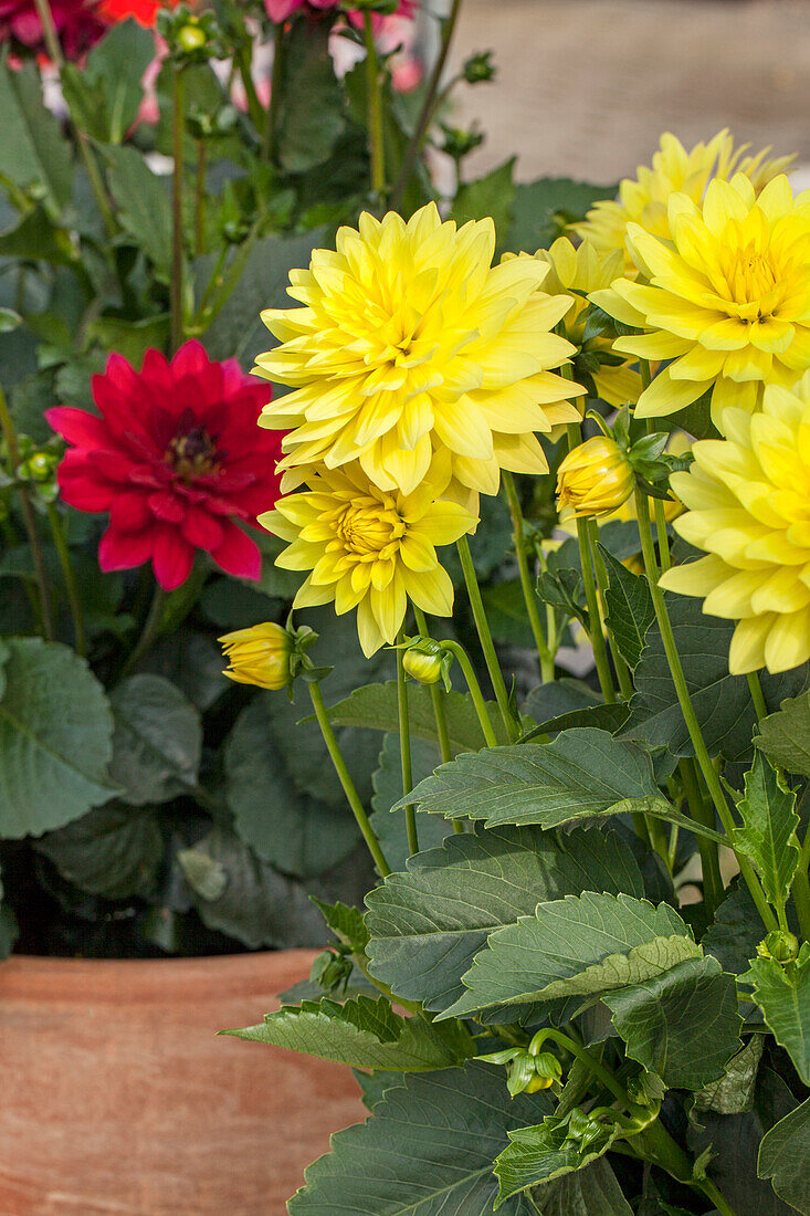 Dahlia XXL® 'Durango'