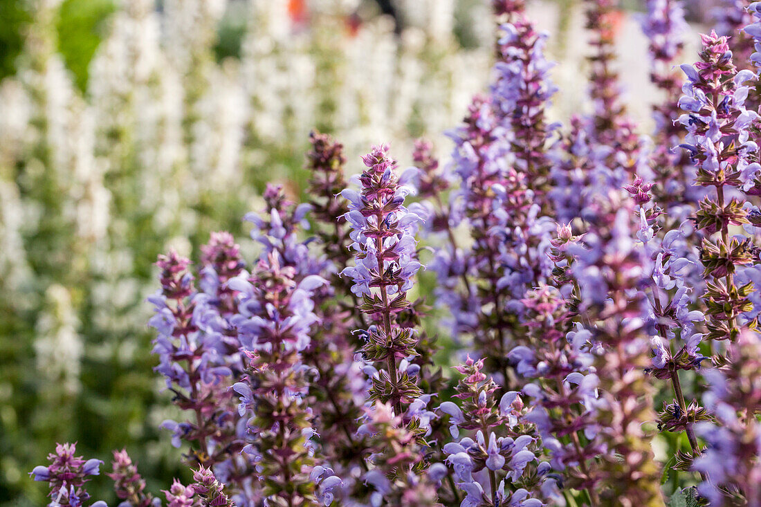 Salvia nemorosa 'Salute® Ice Blue'