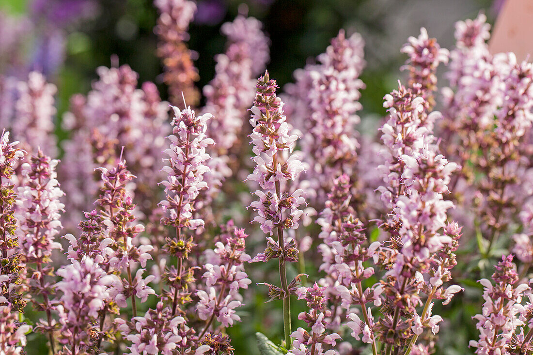 Salvia nemorosa 'Salute® Light Pink'