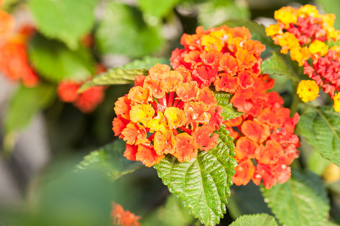 Lantana camara 'Havana Orange'