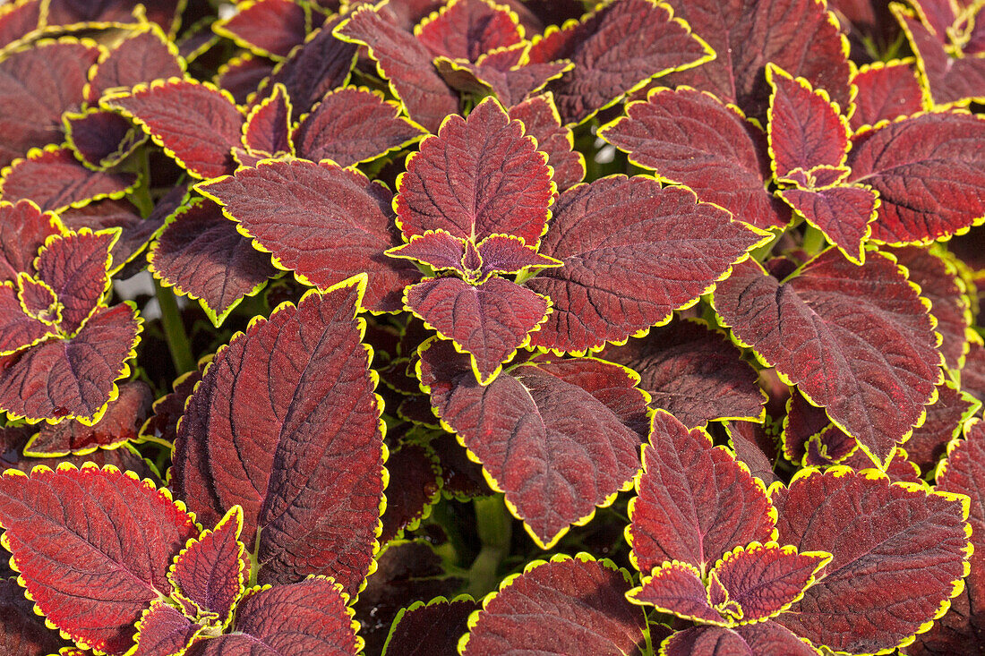 Coleus blumei 'Mainstreet Broad Street'