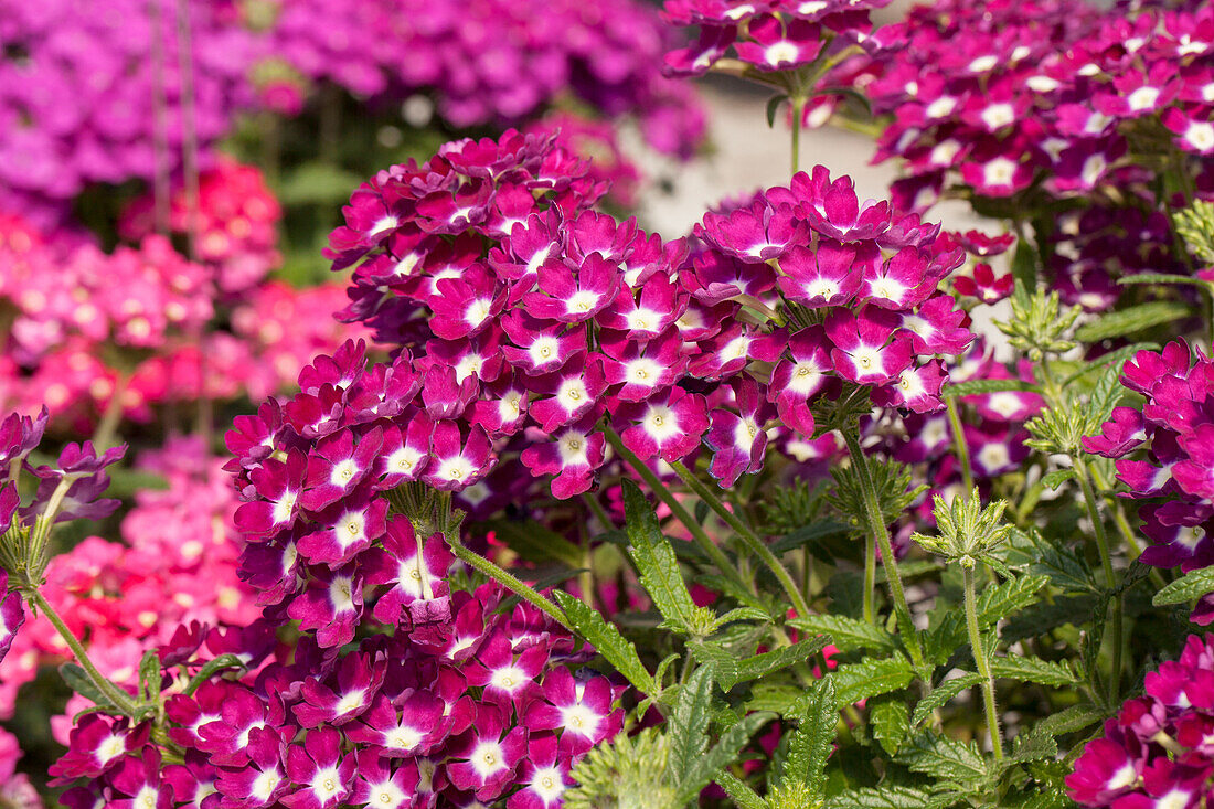 Verbena 'Empress Burgundy Charme