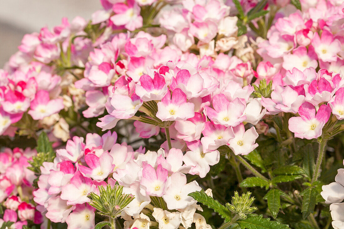 Verbena 'Wicked Hot Pink'