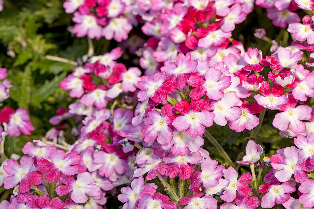 Verbena Wicked Hot Pink