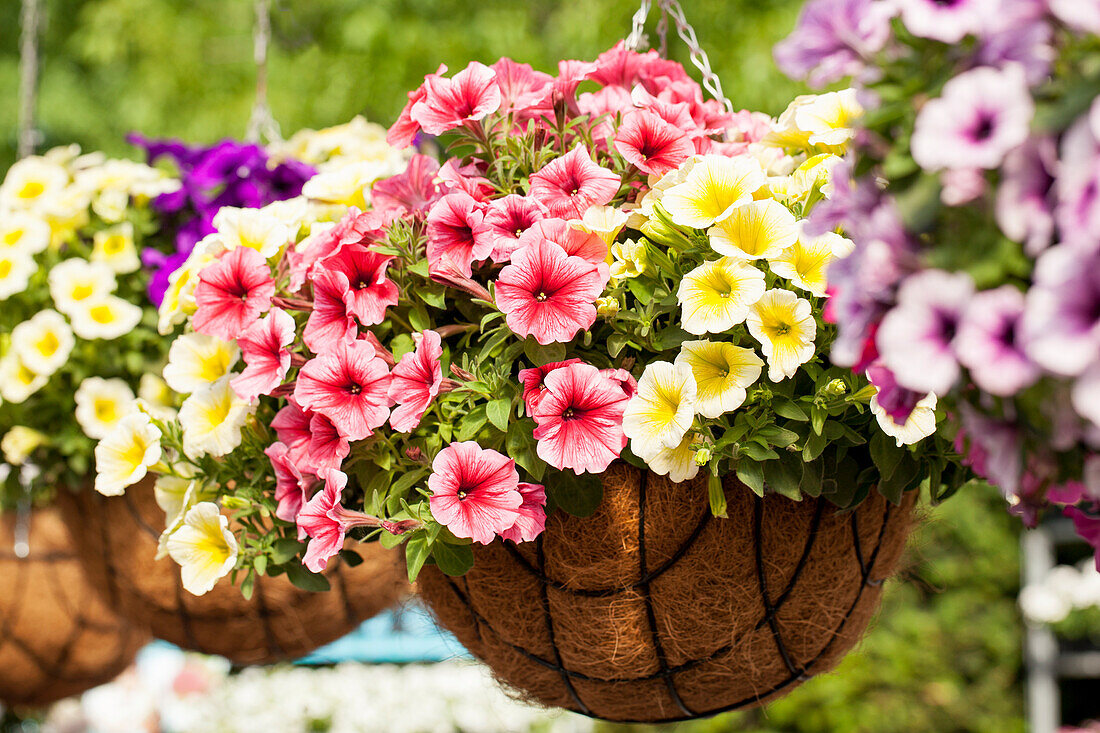 Confetti Garden Banana Split (Petunia 'Potunia'®)