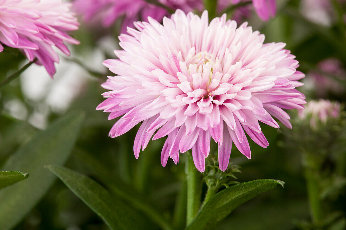 Aster novi-belgii