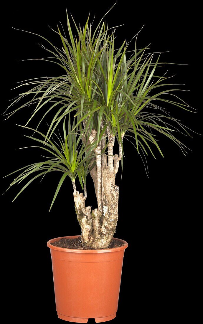 Dracaena marginata