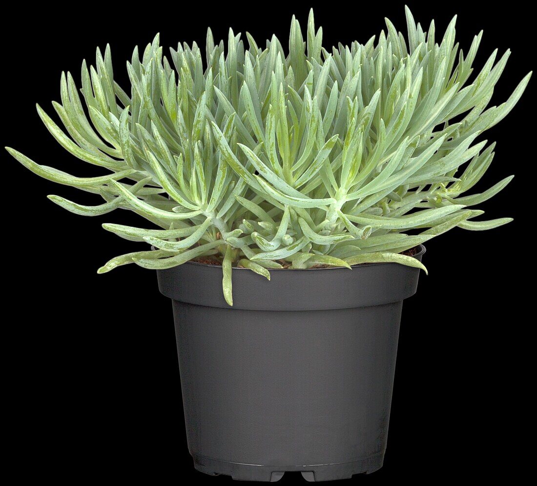 Senecio barbertonicus 'Kilimanjaro'