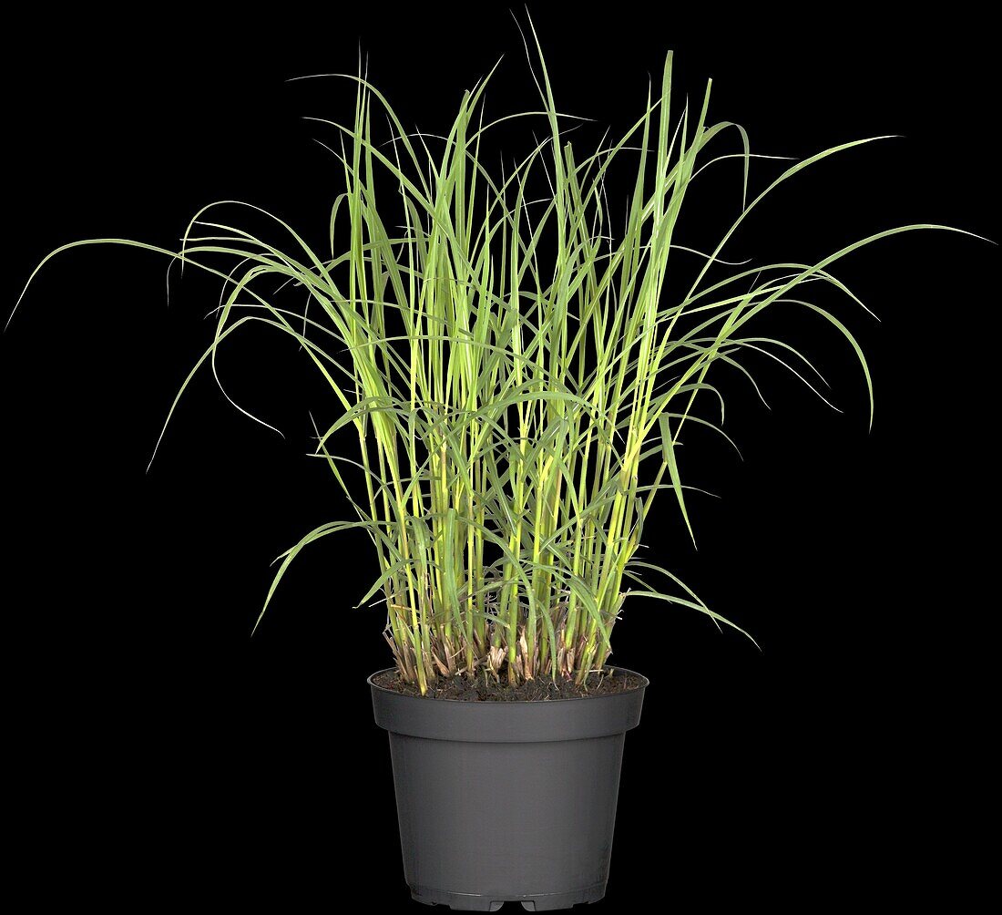 Miscanthus sinensis