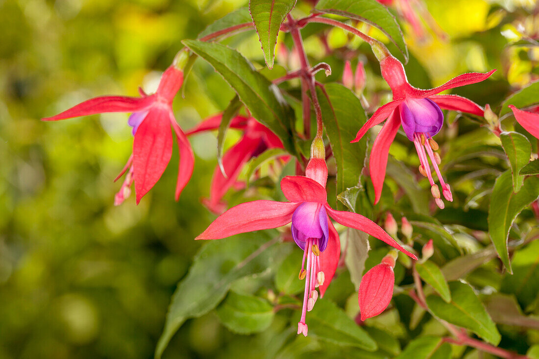 Fuchsia hybrid