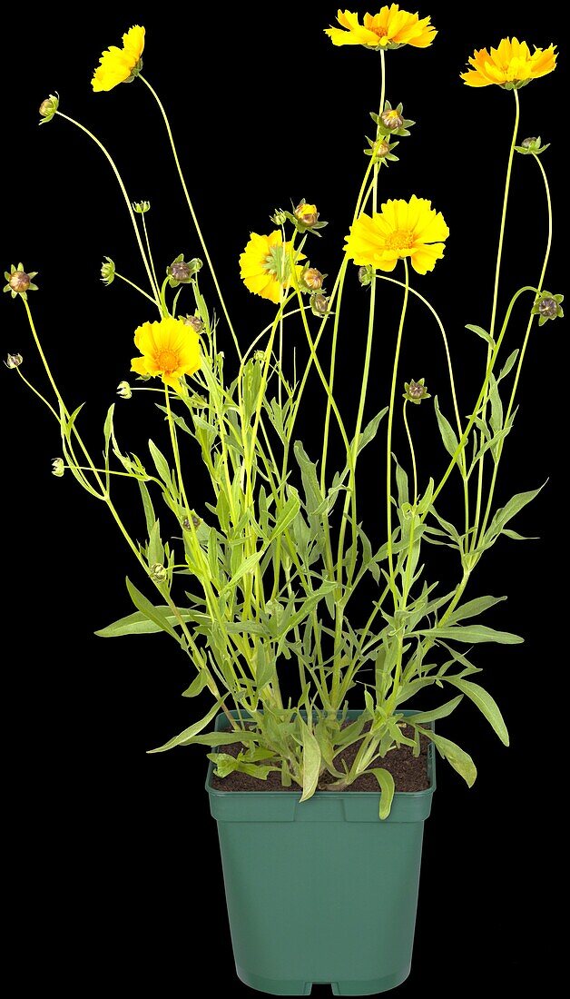 Gaillardia aristata, yellow