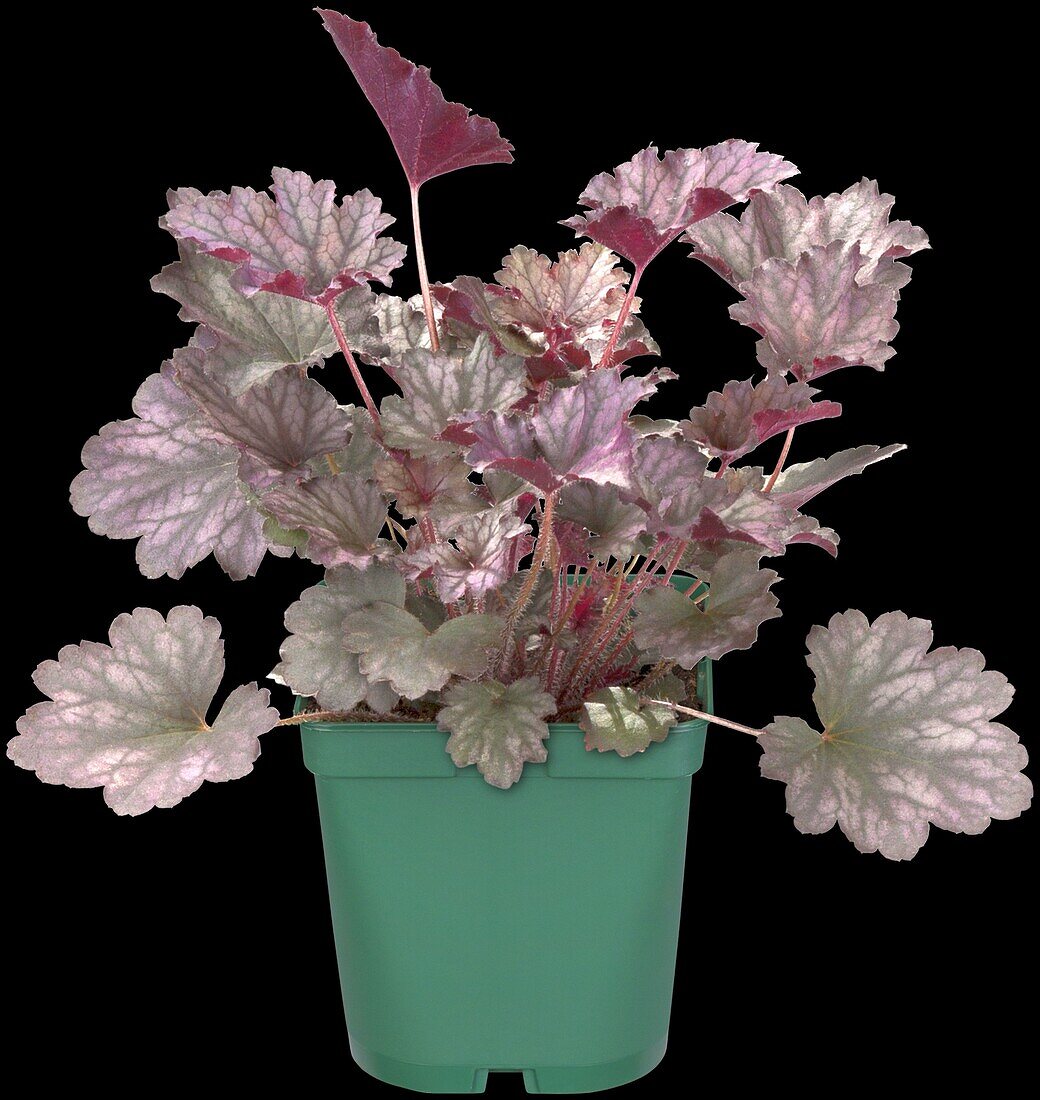 Heuchera