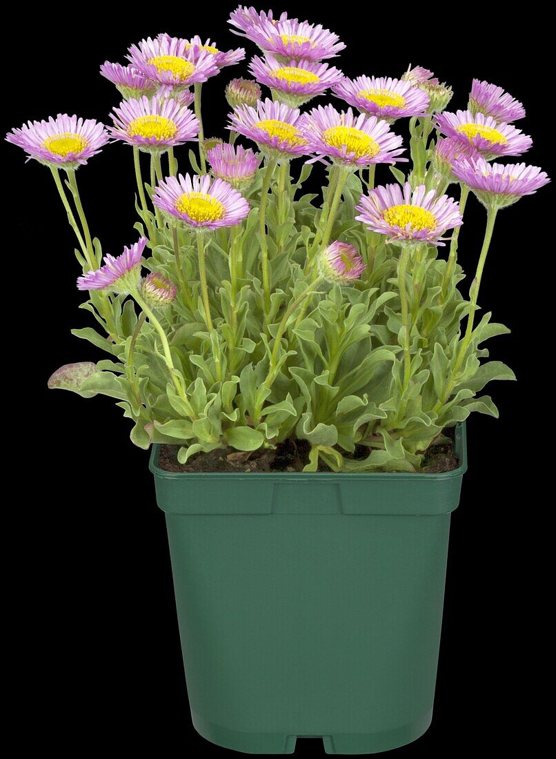 Erigeron glaucus 'Sea Breeze'®