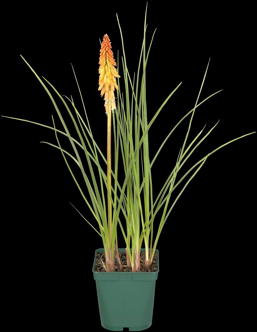 Kniphofia uvaria