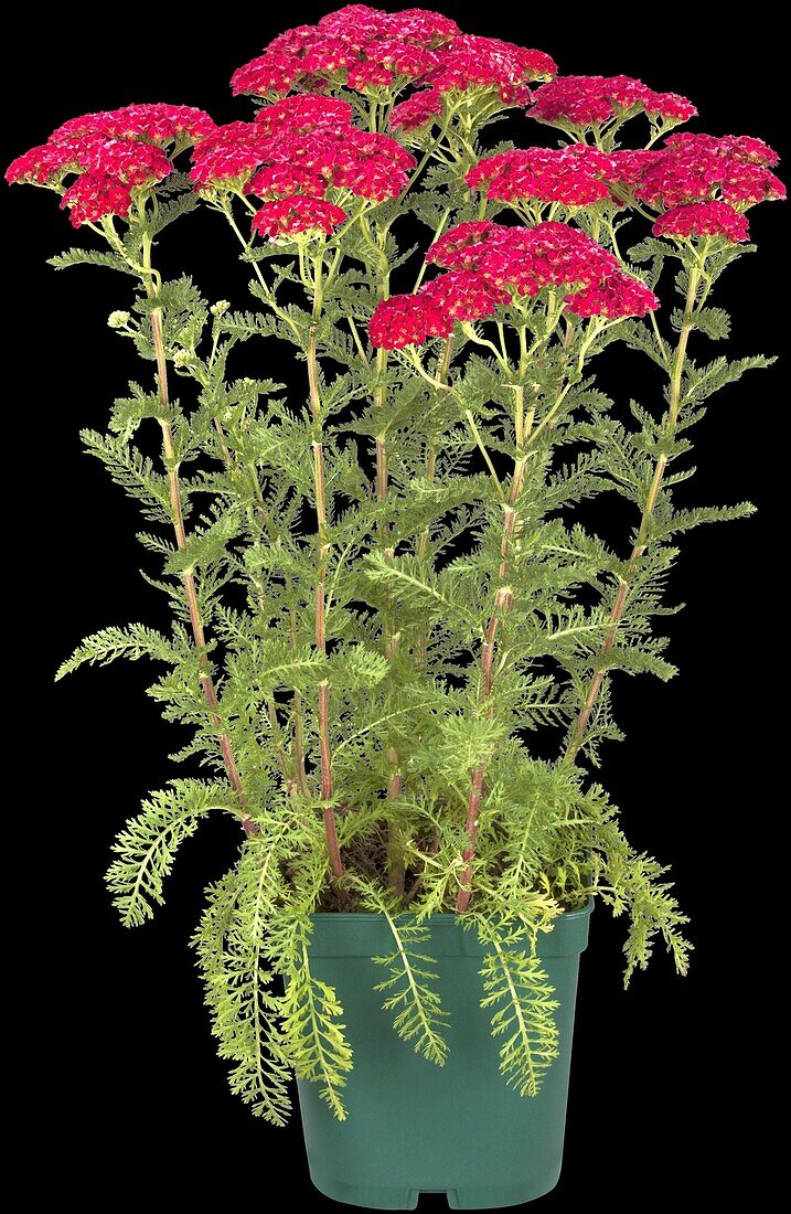 Achillea millefolium, rot