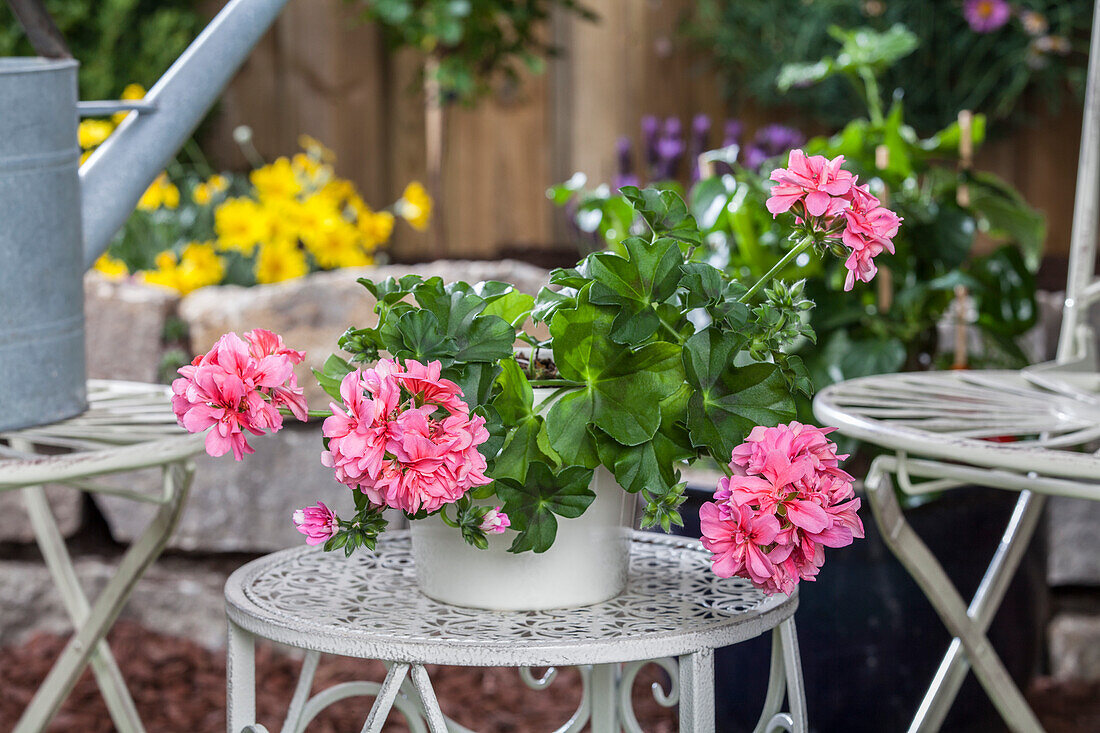 Pelargonium peltatum