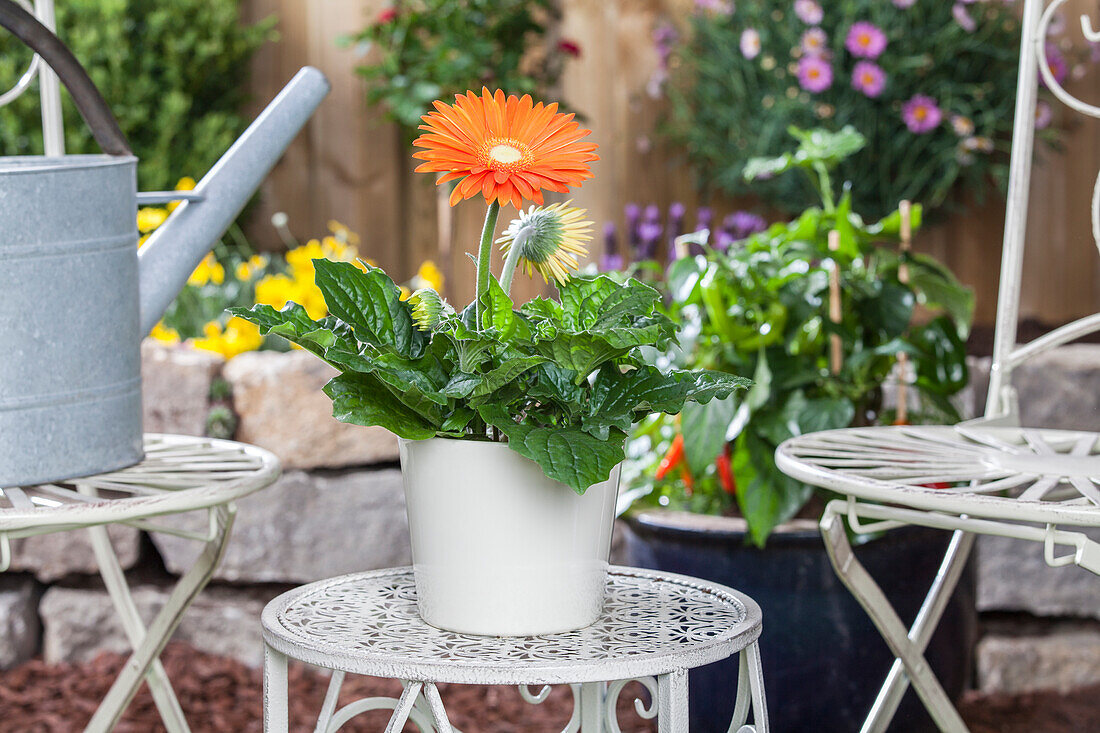 Gerbera jamesonii