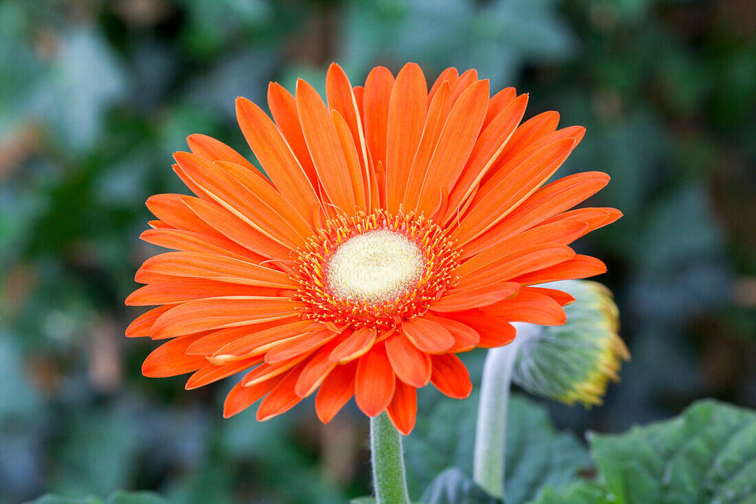 Gerbera jamesonii