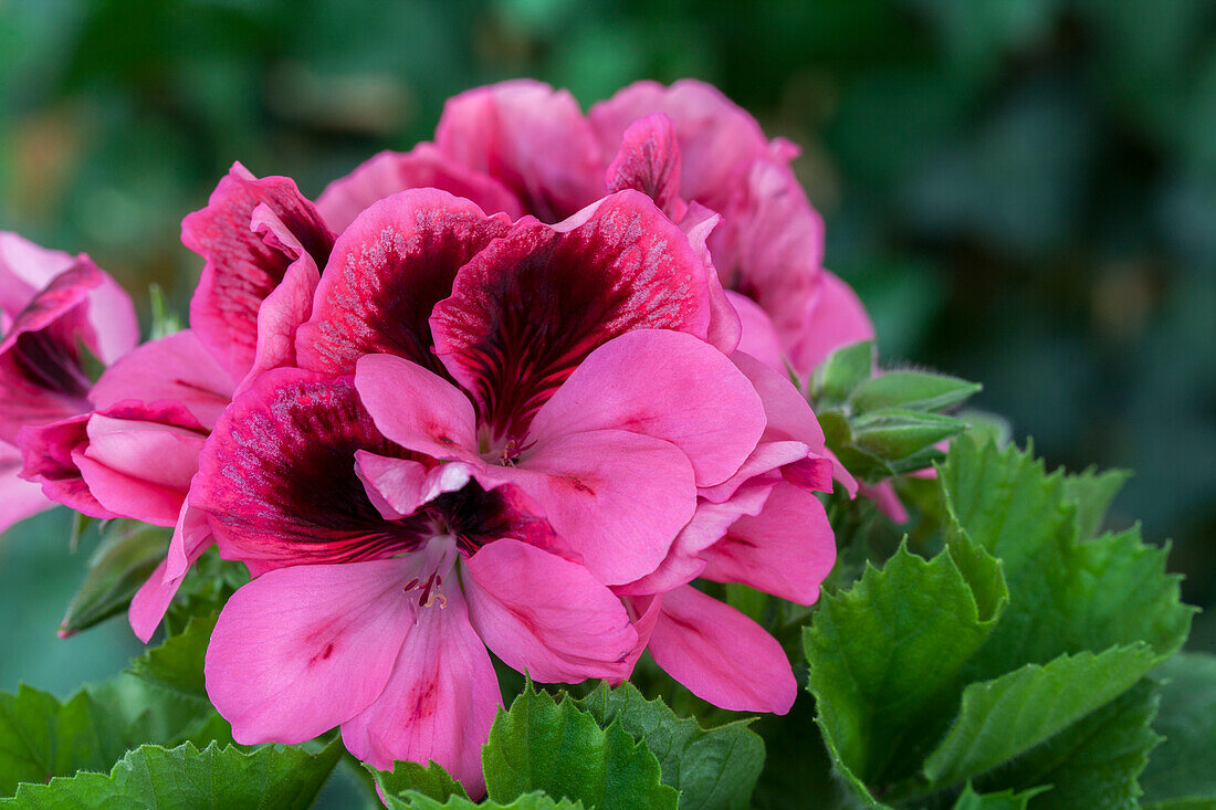 Pelargonium grandiflorum