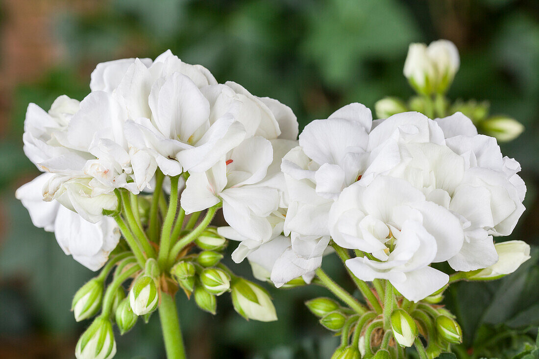 Pelargonium zonale