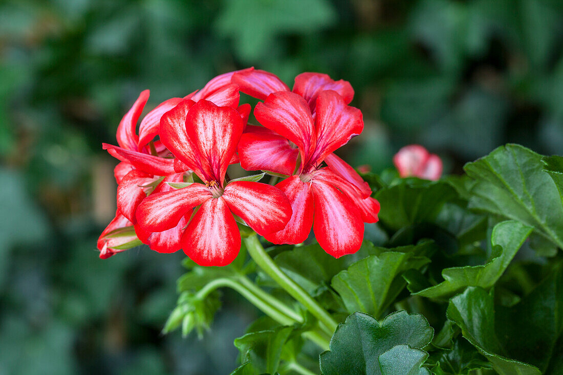 Pelargonium peltatum, rot-weiß