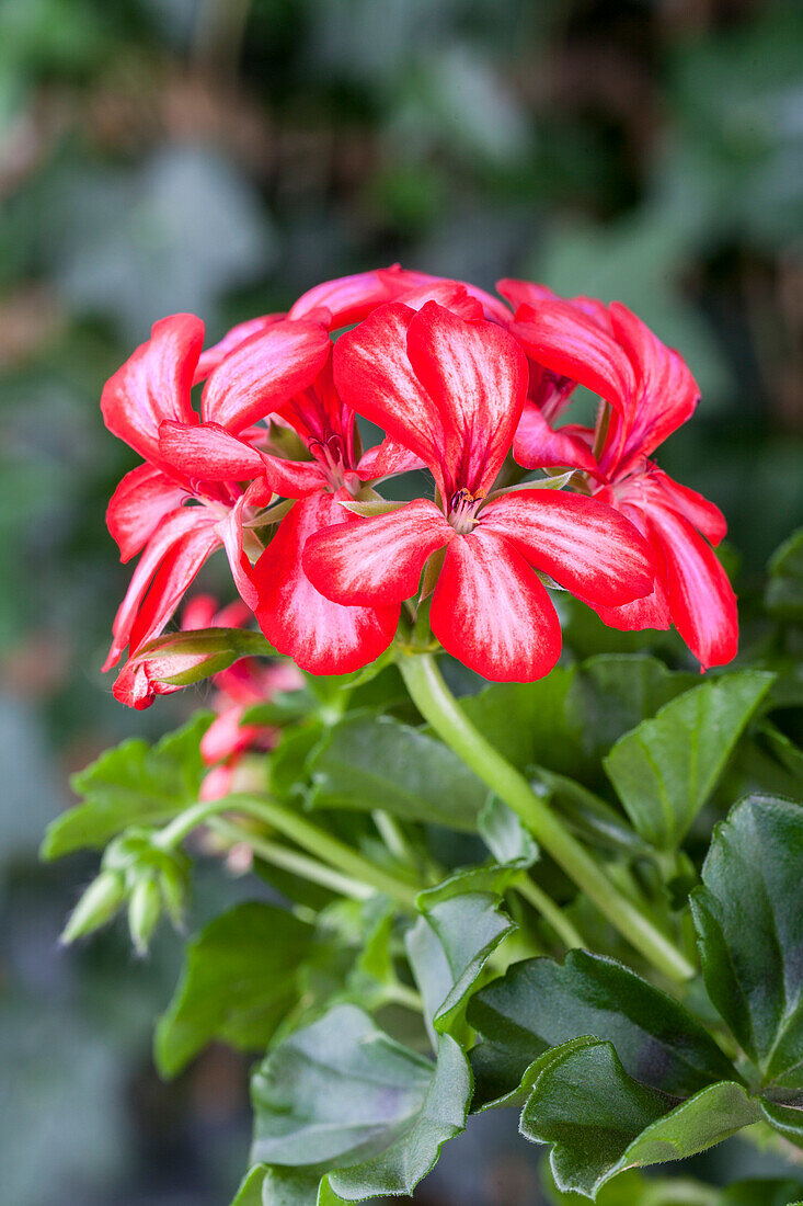 Pelargonium peltatum, rot-weiß