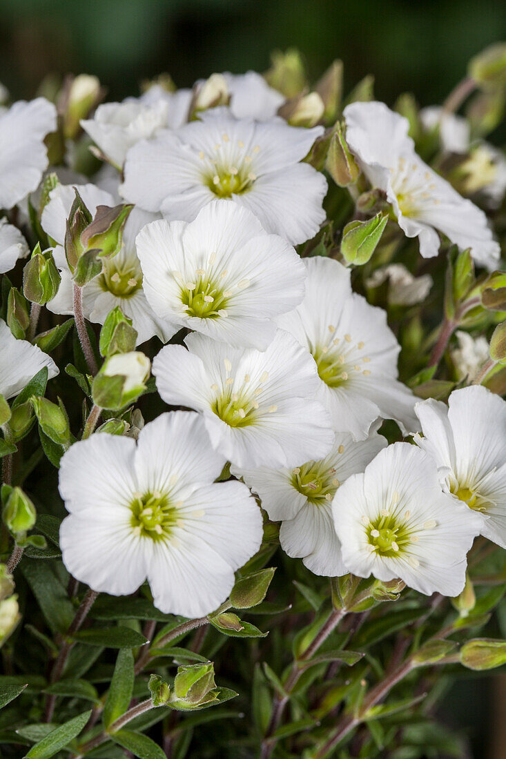 Arenaria montana