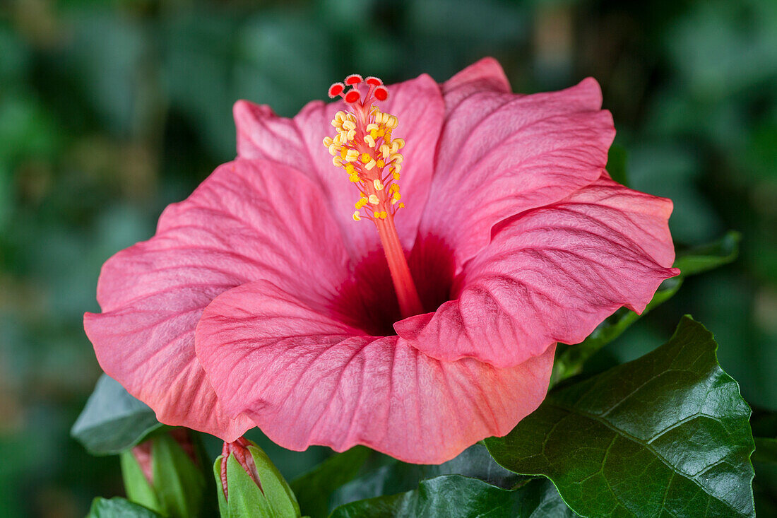 Hibiscus rosa-sinensis, rosa