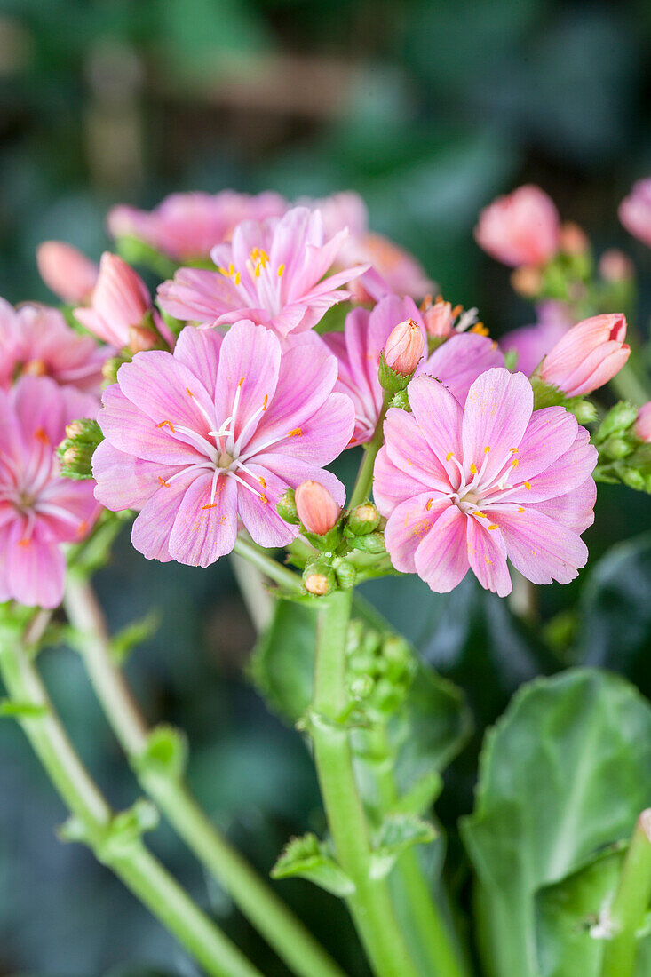 Lewisia cotyledon