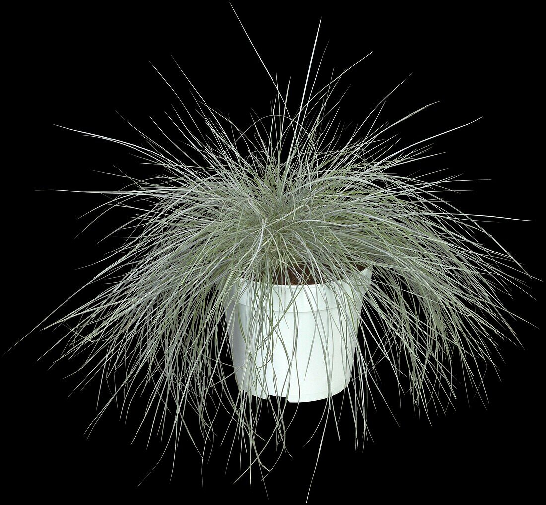 Festuca