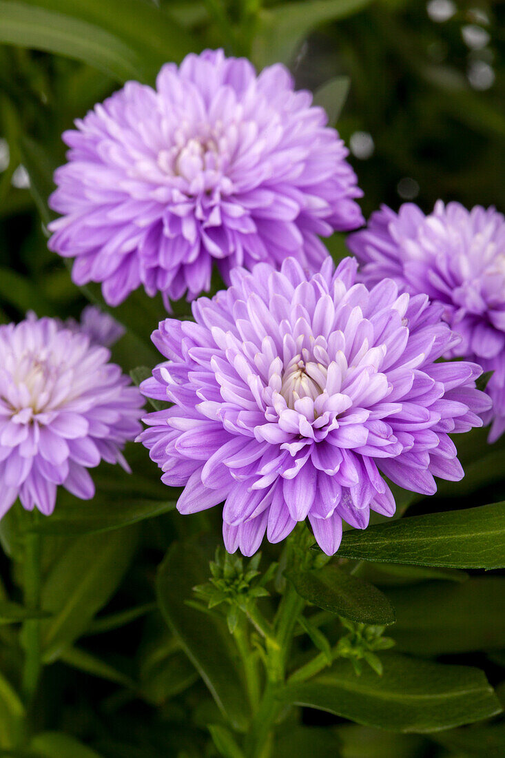 Aster novi-belgii