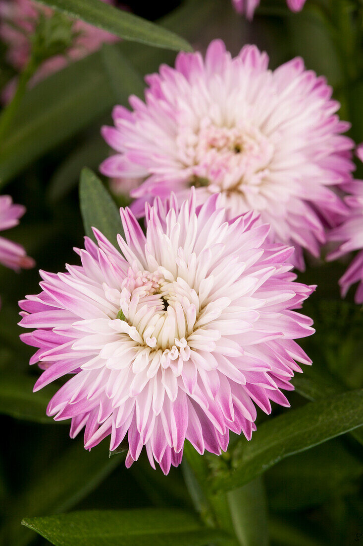 Aster novi-belgii