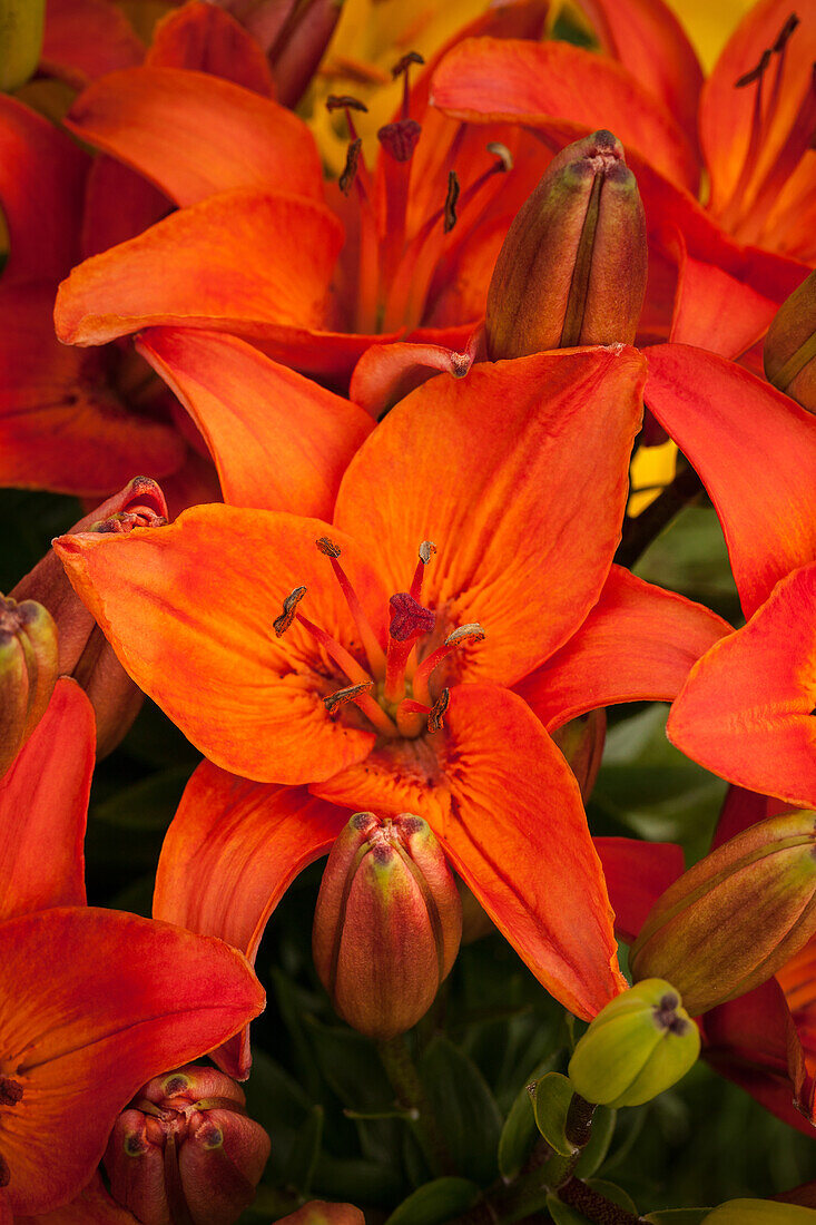 Lilium, red