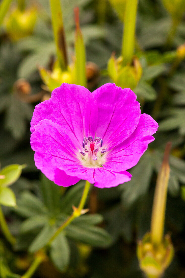 Geranium sanguineum