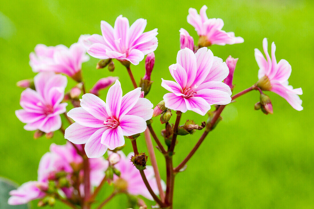 Lewisia cotyledon