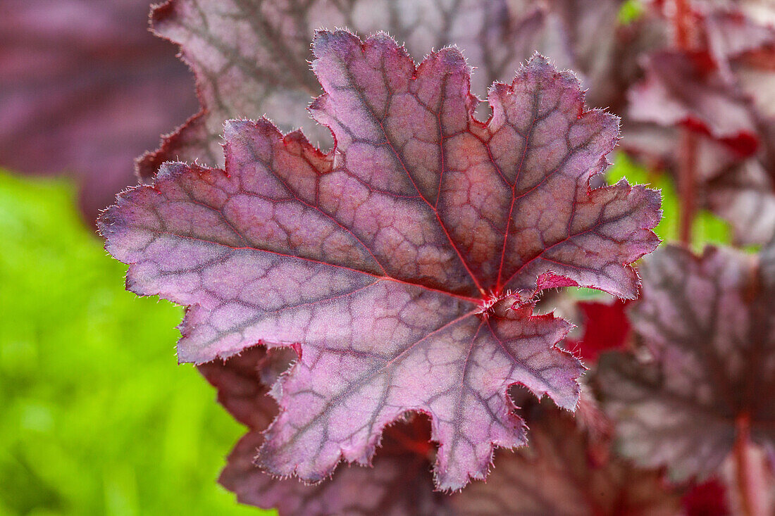 Heuchera, red