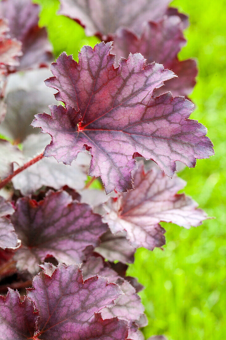 Heuchera, red