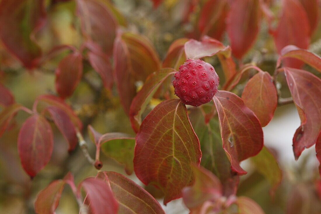 Cornus 'Teutonia