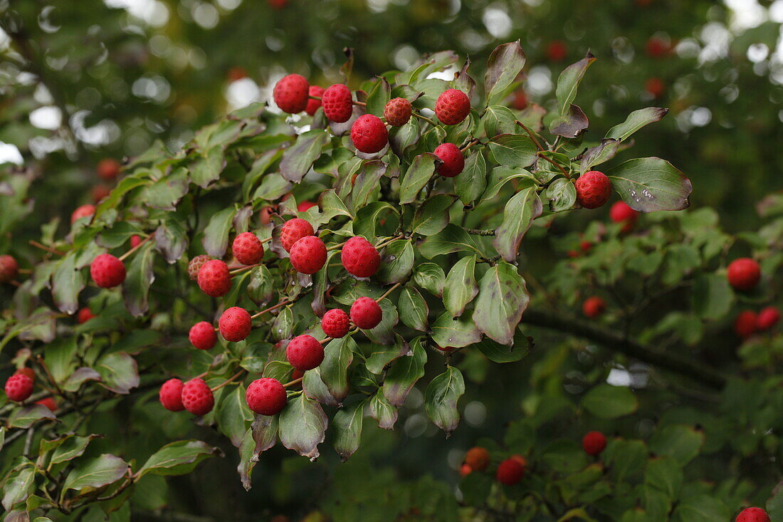 Cornus kousa var. Chinensis