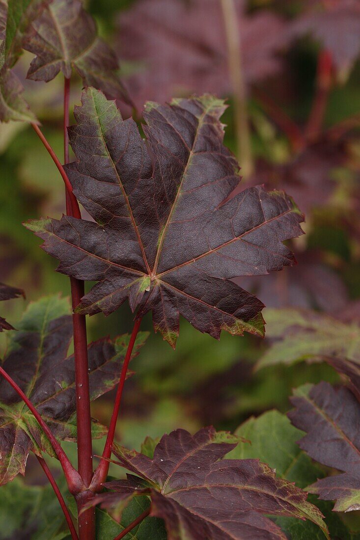 Acer japonicum 'Vitifolium'