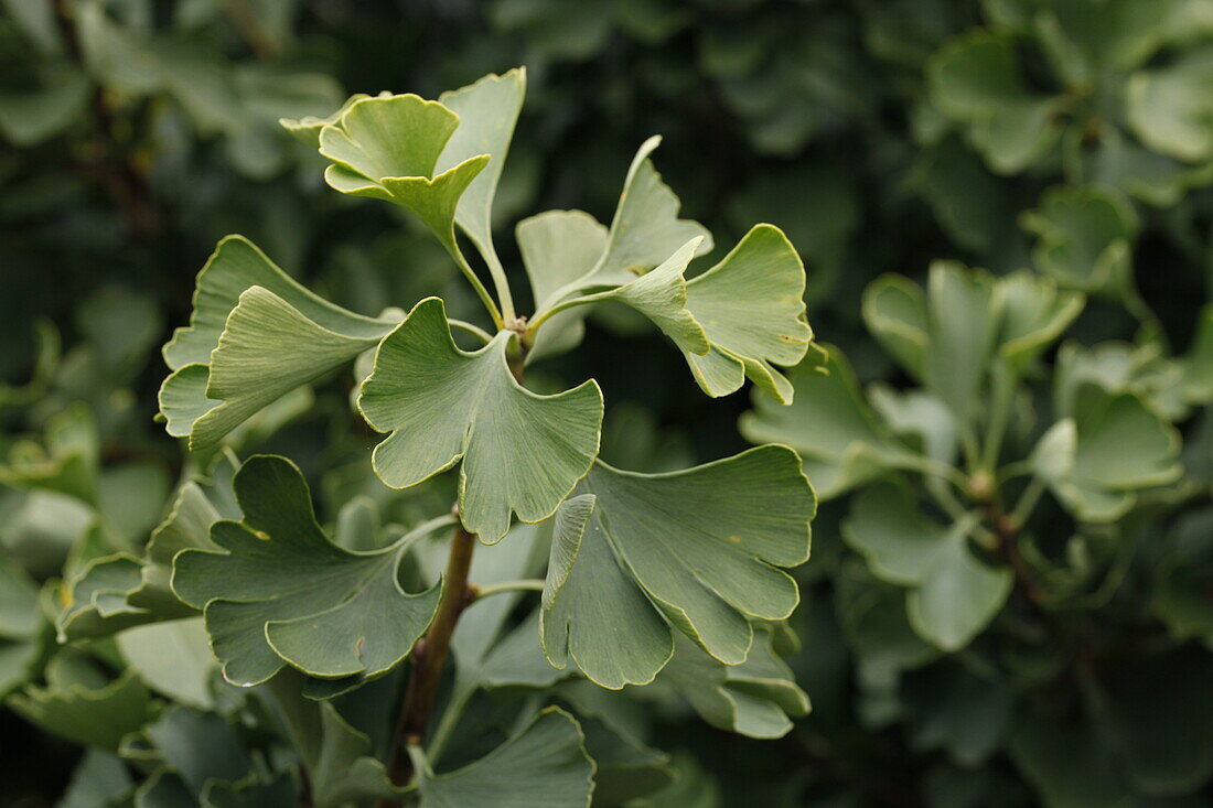 Ginkgo biloba 'Globus