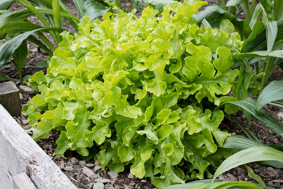 Lactuca sativa var. acephala