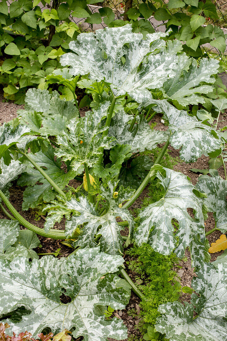 Powdery mildew on courgettes