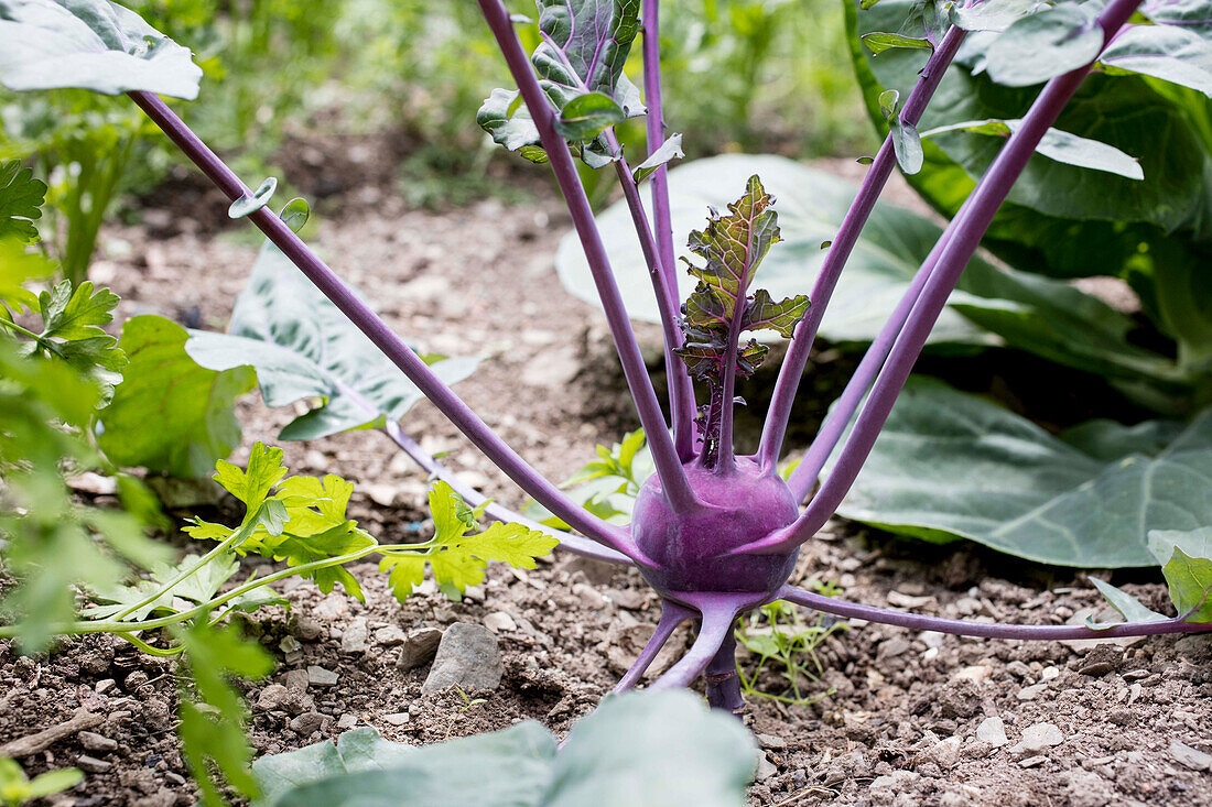 Brassica oleracea var. gongylodes, blue