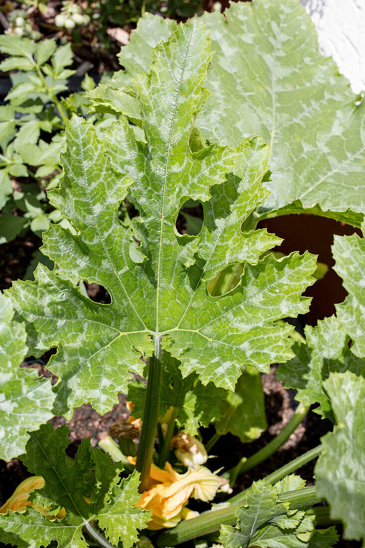 Powdery mildew on courgettes